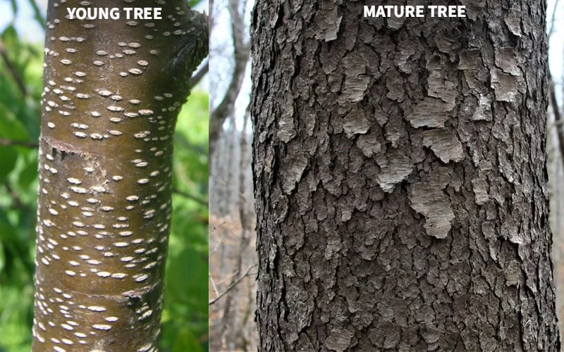 Wild Black Cherry Tree - 3 Pack Of 1.5 Quart Pots 10 Wild Black Cherry Tree - 3 Pack Of 1.5 Quart Pots - Image 10