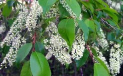 Wild Black Cherry Tree - 3 Pack Of 1.5 Quart Pots 17 Wild Black Cherry Tree - 3 Pack Of 1.5 Quart Pots -Wilson Bros Gardens Plant Sales Store prunus serotina wild black cherry tree 8