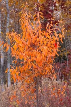 Wild Black Cherry Tree - 3 Gallon Pot -Wilson Bros Gardens Plant Sales Store prunus serotina wild black cherry tree 9 1
