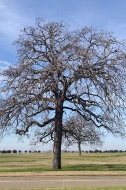 Post Oak Tree (Quercus Palustris) - 3 Gallon Pot -Wilson Bros Gardens Plant Sales Store quercus stellata post oak tree 2