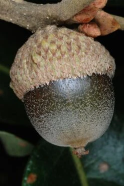 Post Oak Tree (Quercus Palustris) - 3 Gallon Pot -Wilson Bros Gardens Plant Sales Store quercus stellata post oak tree 3