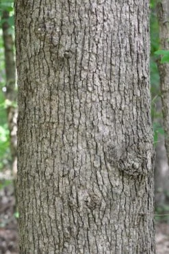 Post Oak Tree (Quercus Palustris) - 3 Gallon Pot -Wilson Bros Gardens Plant Sales Store quercus stellata post oak tree 4