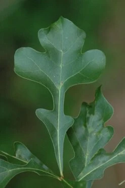 Post Oak Tree (Quercus Palustris) - 3 Gallon Pot -Wilson Bros Gardens Plant Sales Store quercus stellata post oak tree 5
