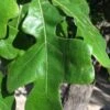 Post Oak Tree (Quercus Palustris) - 3 Gallon Pot