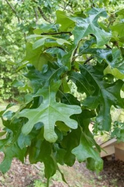 Post Oak Tree (Quercus Palustris) - 3 Gallon Pot -Wilson Bros Gardens Plant Sales Store quercus stellata post oak tree 7