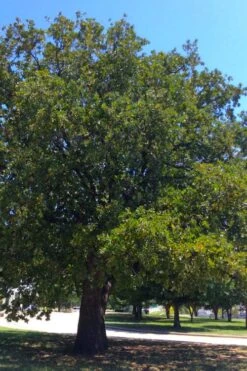 Post Oak Tree (Quercus Palustris) - 3 Gallon Pot -Wilson Bros Gardens Plant Sales Store quercus stellata post oak tree 8