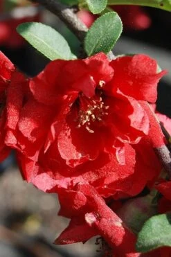 Iwai Nishiki Red Flowering Quince - 1 Gallon Pot -Wilson Bros Gardens Plant Sales Store quince iwai nishiki