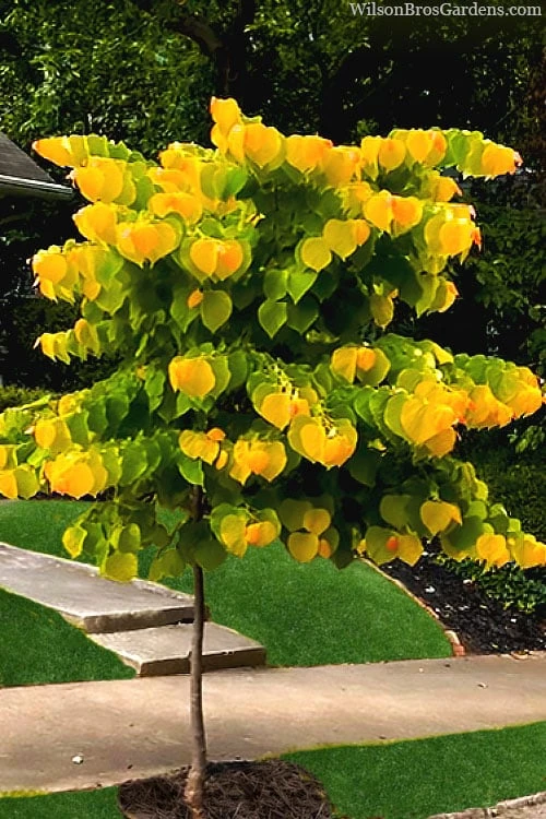 The Rising Sun Redbud Tree - 7 Gallon Pot (3-4') 4 The Rising Sun Redbud Tree - 7 Gallon Pot (3-4') - Image 4