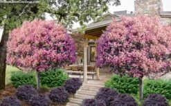 Rosalinda Indian Hawthorn Single Trunk Tree - 7 Gallon Pot (6-7') -Wilson Bros Gardens Plant Sales Store rhaphiolepis rosalind majestic beauty indian hawthorn tree 8