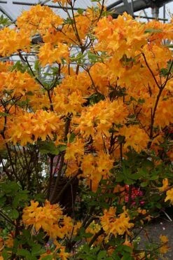 Florida Flame Native Azalea (Rhododendron Austrinum) - 3 Gallon Pot 11 Florida Flame Native Azalea (Rhododendron Austrinum) - 3 Gallon Pot -Wilson Bros Gardens Plant Sales Store rhododendron austrinum florida flame native azalea 4