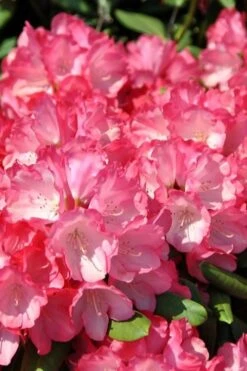 Fantastica Rhododendron - 5 Gallon Pot -Wilson Bros Gardens Plant Sales Store rhododendron fantastica 1