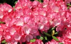 Fantastica Rhododendron - 5 Gallon Pot -Wilson Bros Gardens Plant Sales Store rhododendron fantastica 3