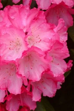 Fantastica Rhododendron - 5 Gallon Pot -Wilson Bros Gardens Plant Sales Store rhododendron fantastica 4