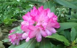 Southgate 'Radiance' Rhododendron - 3 Gallon Pot -Wilson Bros Gardens Plant Sales Store rhododendron southgate radiance
