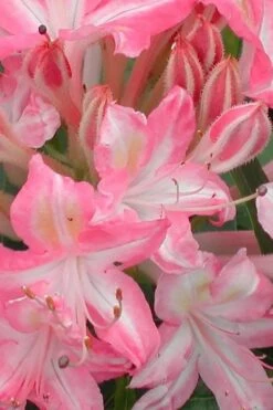 Ribbon Candy Swamp Azalea (Rhododendron Viscosum) - 2 Gallon Pot -Wilson Bros Gardens Plant Sales Store rhododendron viscosum ribbon candy swamp azalea 1 1