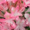 Ribbon Candy Swamp Azalea (Rhododendron Viscosum) - 3 Gallon Pot