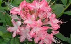 Ribbon Candy Swamp Azalea (Rhododendron Viscosum) - 2 Gallon Pot -Wilson Bros Gardens Plant Sales Store rhododendron viscosum ribbon candy swamp azalea 3 1
