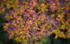 Ribbon Candy Swamp Azalea (Rhododendron Viscosum) - 2 Gallon Pot -Wilson Bros Gardens Plant Sales Store rhododendron viscosum swamp azalea 3 1