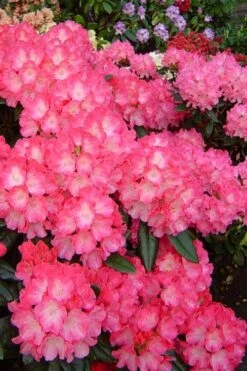 Fantastica Rhododendron - 5 Gallon Pot -Wilson Bros Gardens Plant Sales Store rhododendron yakushimanum fantastica 7