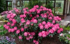 Fantastica Rhododendron - 5 Gallon Pot -Wilson Bros Gardens Plant Sales Store rhododendron yakushimanum fantastica 8
