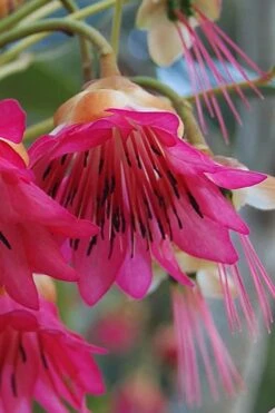 Scarlet Bells' Hong Kong Rose (Rhodoleia Henryi) - 3 Gallon Pot -Wilson Bros Gardens Plant Sales Store rhodoleia henryi scarlet bells hong kong rose 1