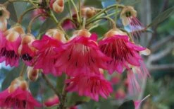 Scarlet Bells' Hong Kong Rose (Rhodoleia Henryi) - 3 Gallon Pot -Wilson Bros Gardens Plant Sales Store rhodoleia henryi scarlet bells hong kong rose 102