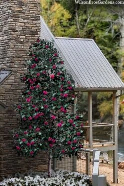 Scarlet Bells' Hong Kong Rose (Rhodoleia Henryi) - 3 Gallon Pot -Wilson Bros Gardens Plant Sales Store rhodoleia henryi scarlet bells hong kong rose 106