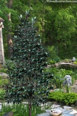 Scarlet Bells' Hong Kong Rose (Rhodoleia Henryi) - 3 Gallon Pot -Wilson Bros Gardens Plant Sales Store rhodoleia henryi scarlet bells hong kong rose 20