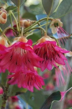 Scarlet Bells' Hong Kong Rose (Rhodoleia Henryi) - 3 Gallon Pot -Wilson Bros Gardens Plant Sales Store rhodoleia henryi scarlet bells hong kong rose 3