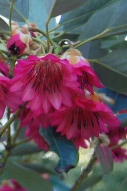 Scarlet Bells' Hong Kong Rose (Rhodoleia Henryi) - 3 Gallon Pot -Wilson Bros Gardens Plant Sales Store rhodoleia henryi scarlet bells hong kong rose 4