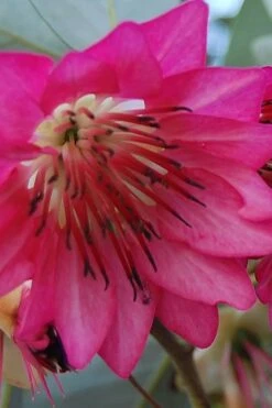 Scarlet Bells' Hong Kong Rose (Rhodoleia Henryi) - 3 Gallon Pot -Wilson Bros Gardens Plant Sales Store rhodoleia henryi scarlet bells hong kong rose 5