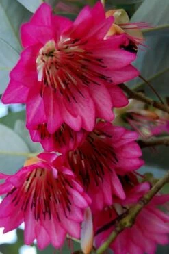 Scarlet Bells' Hong Kong Rose (Rhodoleia Henryi) - 3 Gallon Pot -Wilson Bros Gardens Plant Sales Store rhodoleia henryi scarlet bells hong kong rose 7