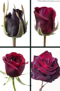 Crimson Knight Brindabella Rose - 2 Gallon Pot 8 Crimson Knight Brindabella Rose - 2 Gallon Pot -Wilson Bros Gardens Plant Sales Store rosa crimson knight brindabella rose 3