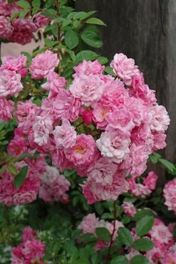 Peggy Martin Climbing Rose - 3 Gallon Pot -Wilson Bros Gardens Plant Sales Store rosa peggy martin climbing rose 1