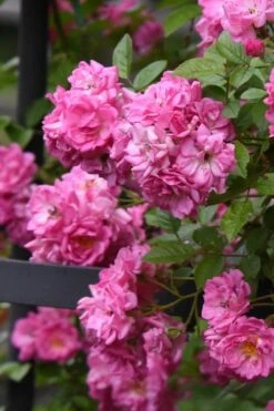 Peggy Martin Climbing Rose - 3 Gallon Pot -Wilson Bros Gardens Plant Sales Store rosa peggy martin climbing rose 10