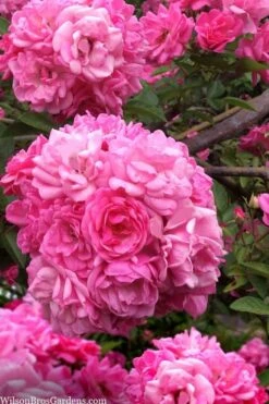 Peggy Martin Climbing Rose - 7 Gallon Pot