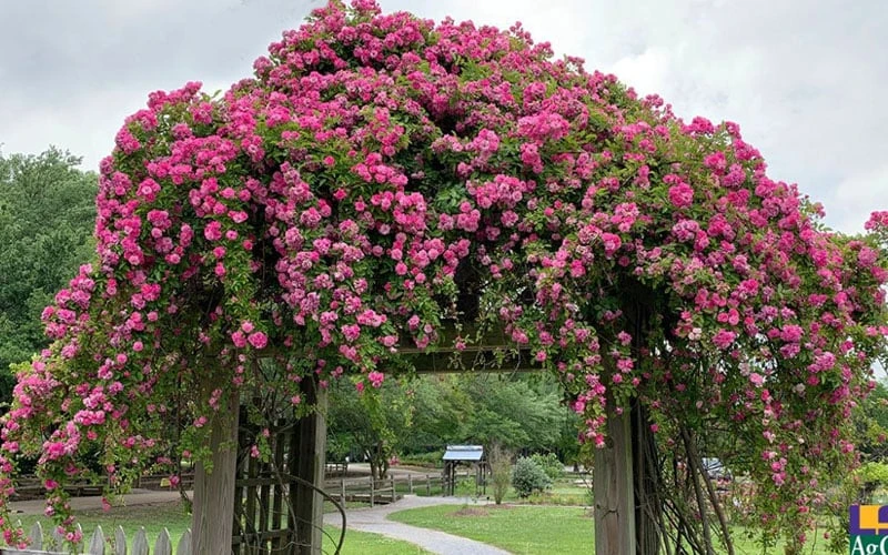 Peggy Martin Climbing Rose - 7 Gallon Pot 6 Peggy Martin Climbing Rose - 7 Gallon Pot - Image 6