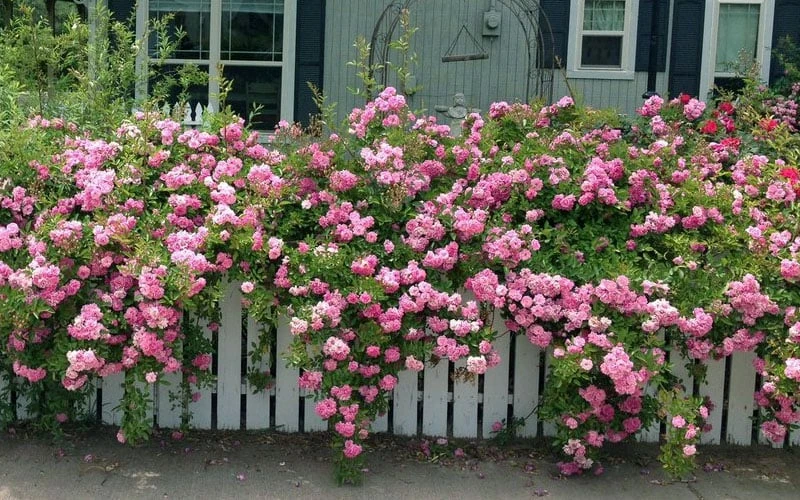 Peggy Martin Climbing Rose - 7 Gallon Pot 4 Peggy Martin Climbing Rose - 7 Gallon Pot - Image 4