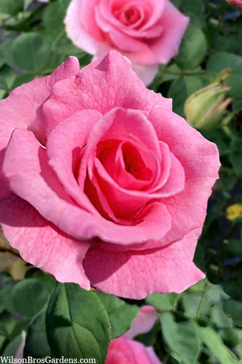 Brindabella Pink Princess Shrub Rose - 2 Gallon Pot 1 Brindabella Pink Princess Shrub Rose - 2 Gallon Pot