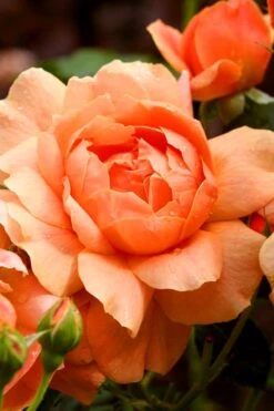 At Last Rose - 3 Gallon Pot -Wilson Bros Gardens Plant Sales Store rose at last 3