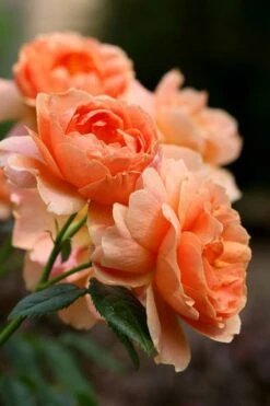 At Last Rose - 3 Gallon Pot -Wilson Bros Gardens Plant Sales Store rose at last 4