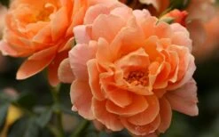 At Last Rose - 3 Gallon Pot -Wilson Bros Gardens Plant Sales Store rose at last 5