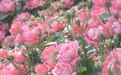 The Georgia Peach Shrub Rose - 1 Gallon Pot -Wilson Bros Gardens Plant Sales Store rose georgia peach 11