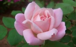 The Georgia Peach Shrub Rose - 1 Gallon Pot -Wilson Bros Gardens Plant Sales Store rose georgia peach shrub