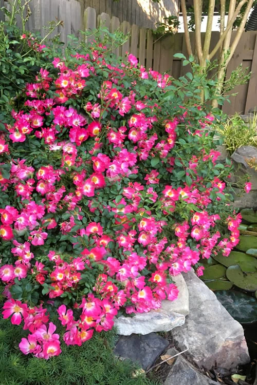 Pink Drift Groundcover Rose - 2 Gallon Pot 1 Pink Drift Groundcover Rose - 2 Gallon Pot