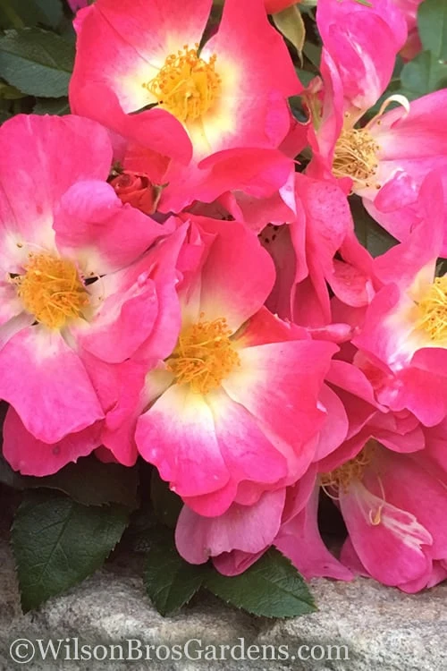 Pink Drift Groundcover Rose - 2 Gallon Pot 4 Pink Drift Groundcover Rose - 2 Gallon Pot - Image 4