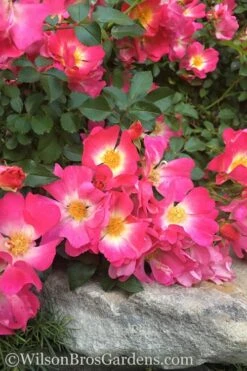 Pink Drift Groundcover Rose - 2 Gallon Pot 12 Pink Drift Groundcover Rose - 2 Gallon Pot -Wilson Bros Gardens Plant Sales Store rose pink drift 12