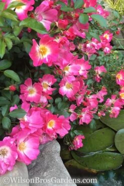 Pink Drift Groundcover Rose - 2 Gallon Pot 11 Pink Drift Groundcover Rose - 2 Gallon Pot -Wilson Bros Gardens Plant Sales Store rose pink drift 13