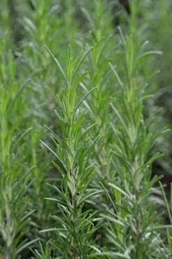 Madeline Hill Rosemary - 1 Gallon Pot -Wilson Bros Gardens Plant Sales Store rosmarinus officinalis madalene hill hardy rosemary 2