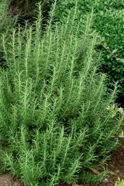 Madeline Hill Rosemary - 1 Gallon Pot -Wilson Bros Gardens Plant Sales Store rosmarinus officinalis madalene hill hardy rosemary 5